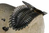 Ventrally-Prepared Hollardops Trilobite - Foum Zguid, Morocco #382847-4